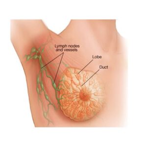 Breast Anatomy
